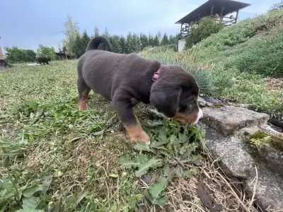 Bouvier de l'Appenzell - Brian