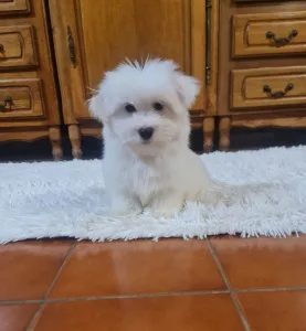 Coton de Tulear - Glendon