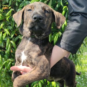 Mexican Hairless Dog - Wolf