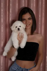 Bichon Frisé - Lana