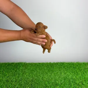 Caniche Toy - Zoci