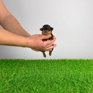 Yorkshire Terrier - Pola