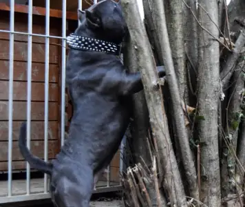 Amerikai Bully - Pocket - Ak Bully Zen