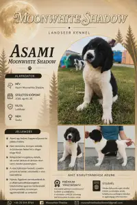 Landseer - Asami
