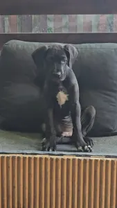 Deutsche Dogge - Puff