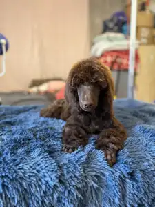 Poodle Standard - Brown Male