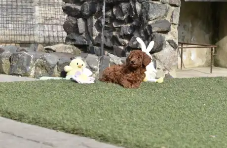 Poodle Miniature - Bravados Denis