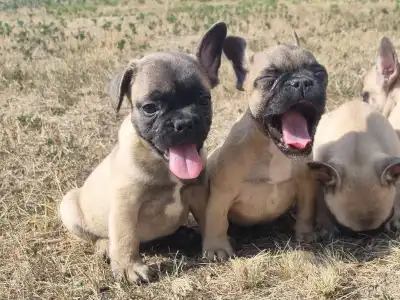 French Bulldog - Harley