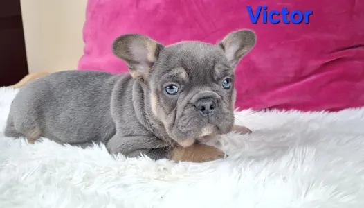 French Bulldog - Victor