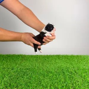 Boston Terrier - Flower