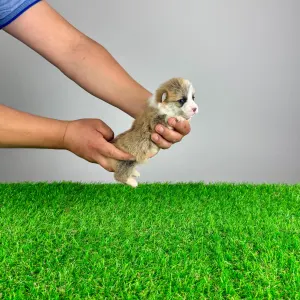 Pembroke Welsh Corgi - Prissy