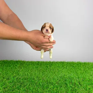 Cavalier King Charles Spaniel - Effi