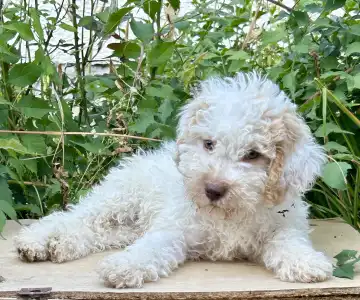 Romagna Water Dog - Sally Scull
