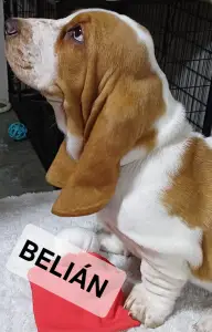 Basset Hound - Belián