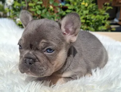 French Bulldog - Holly 