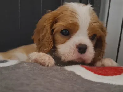 Cavalier King Charles spániel - Lolita