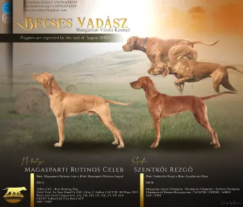 Hungarian Short-haired Vizsla - Becses Vadász Angyal