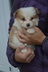 Border Collie - Aegen