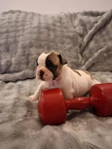 Bulldog francez - Hulk From Lilis Breed