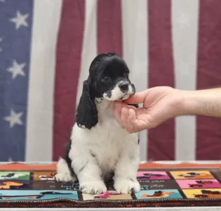 Amerikai cocker spániel - Ivory Of Your Sweetest Dream