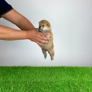 Shiba - Yuji