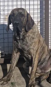 Fila Brasileiro - (thor)   Hektor De Oro Puro