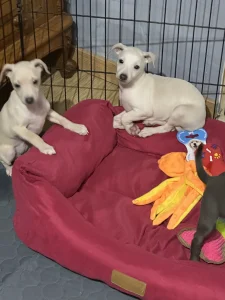 Charcik włoski - Yolanda