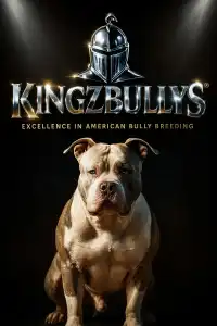 American Bully - Classic - Xxl Kingz Bullys Kennel