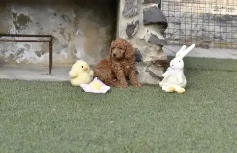 Barbone nano - Bravados Eddy