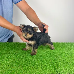 Yorkshire Terrier - Dodo