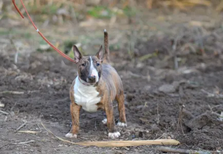 Miniature Bullterrier - Jake