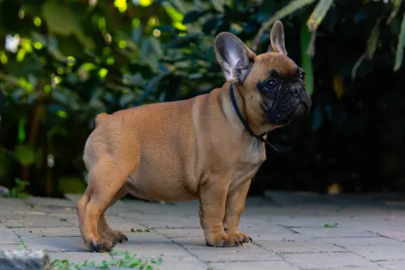 Französische Bulldogge - Black Pirate