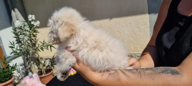 Maltipoo - Hope