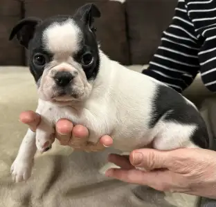 Boston Terrier - Babett
