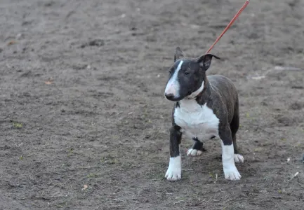 Miniatűr bullterrier - Atlasz