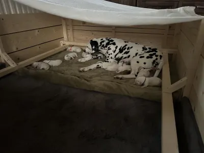 Dalmatinski pas - Aris