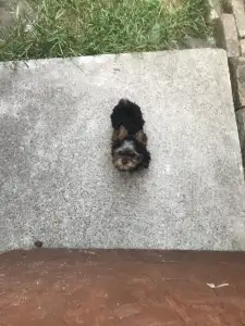 Yorkshire Terrier - Nicole