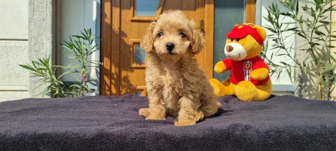 Caniche Toy - Teddy