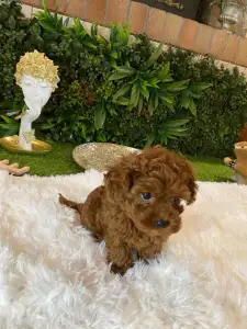 Poodle Toy - Mini Toy Jessie