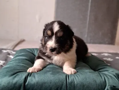 Ausztrál juhászkutya - Daikoku