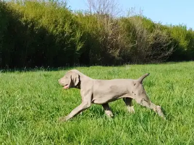 Веймарская легавая - Kékes