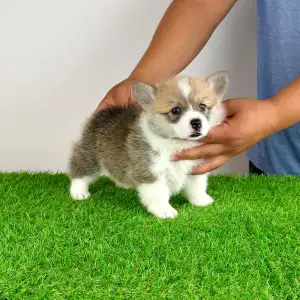 Welsh Corgi Pembroke - Cosima