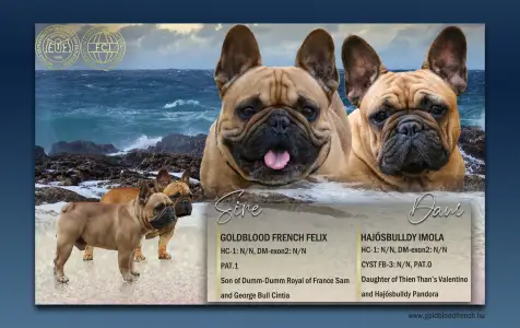 French Bulldog - Yasmine 