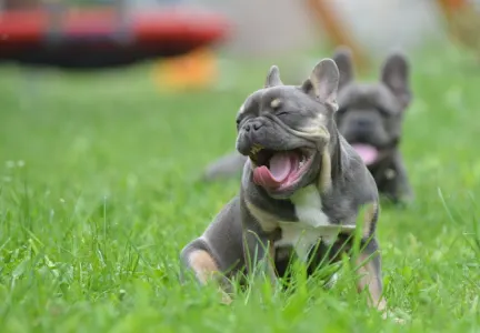 Französische Bulldogge - Micro Cora