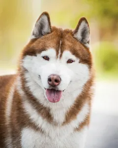 Szibériai husky - Mendenhall