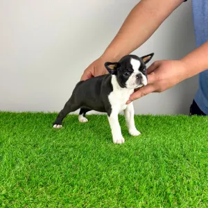 Boston Terrier - Evita