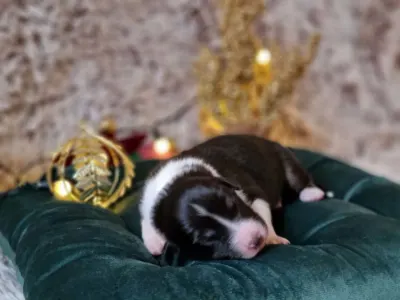 Australský ovčák - Delwyn