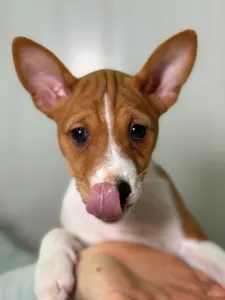 Basenji - Girl Red And White,  Name Part Of The Game 