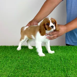 Cavalier King Charles Spaniel - Tabita