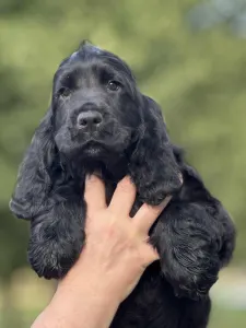 English Cocker Spaniel - Jack